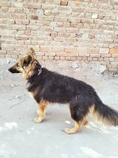 *German shepherd pair available for sale*