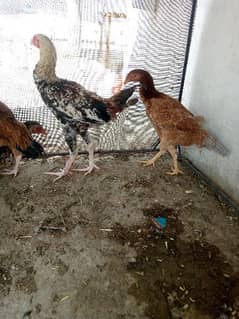 Dasi hens for sale only serious buys contact me