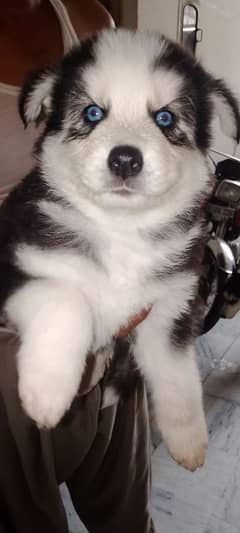 Husky puppies for sale 80k ka EK Bacha