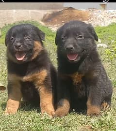 German Shepherd Puppies for sale