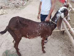 Gaban bakri for sale