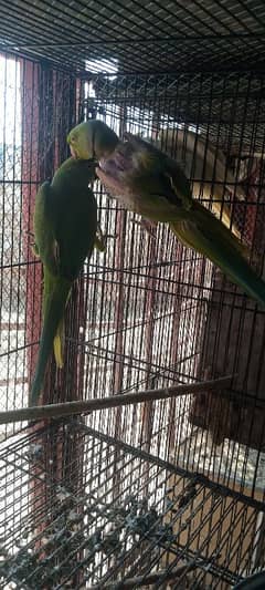 breeder parrot pair for sale