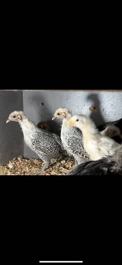 45 DAYS CHICKS FOR SALE