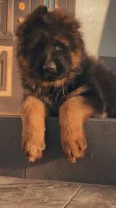 Black/German shepherd puppies available for sale