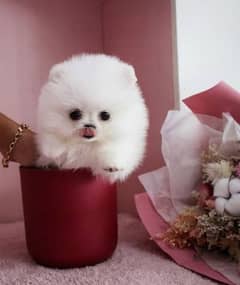 Pomeranian puppies 03361777030