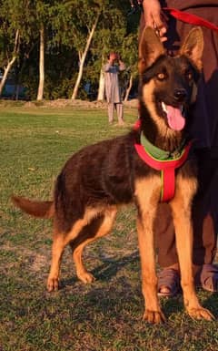 Belgium Shepherd male age 4 month  full security guard for sale