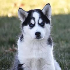 Siberian husky puppies for sale hy