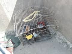 Australia parrot for sale & 4parrot & 1cage