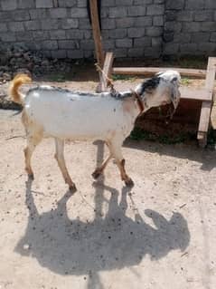 Bakra