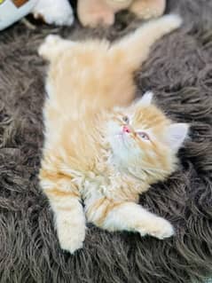 top quality kitten|Punch face Kittens|persian cat|cute|tripple|fluffy