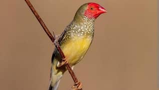 star finch pair