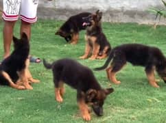 German shepherd Long Coat Male & Female puppy 03287625932WhatsApp