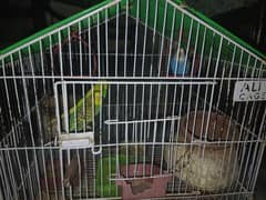 3 australian parrots, a pair, with cage