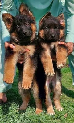 German shepherd puppies 03361777030