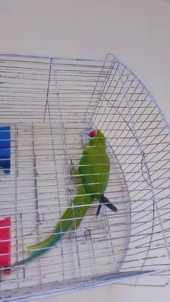 Green parrot with cage for sale