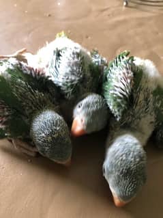 Raw Parrot chicks available