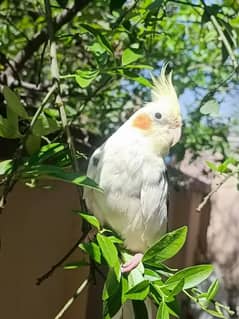 tamed cockatiel (V-pied)