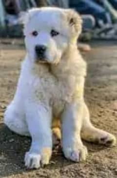 Alabai/Cane