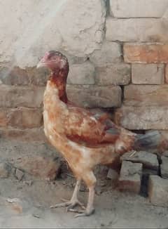 aseel hens for sale