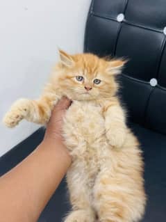 PERSIAN KITTENS/CATS FOR SALE