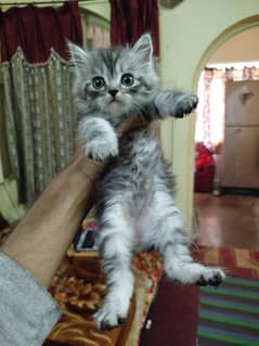 top quality Persian male kitten