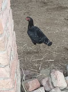 Aseel Mianwali Cross Hen for sale  bilkul choti height m h 03259177103