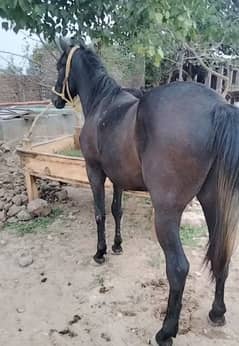 black mushka horse