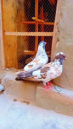 hambira peshori gulldar kalyara breeder pair kabra pishori