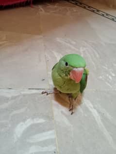 raw parrot