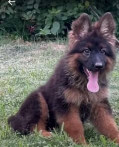 German shepherd Long Coat Male & Female  For Sale 03463649736 WhatsApp