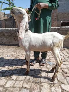 Goat for sale Bakry Jori