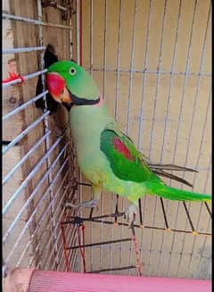 raw parrot healthy active