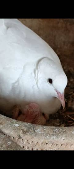 Simple white Dove or Diamond dove breeder pair