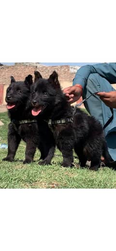 *Top quality German Shepherd puppies| Long Coat puppy | Gsd dog*