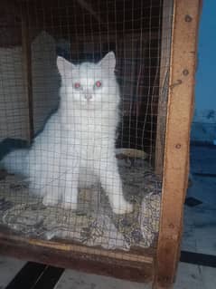 Cat 12 month old Persian cat red eyes white colour for sale