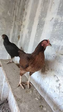 Aseel brown hen female murgi