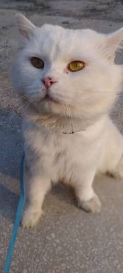 Persian white male & female tripple coated