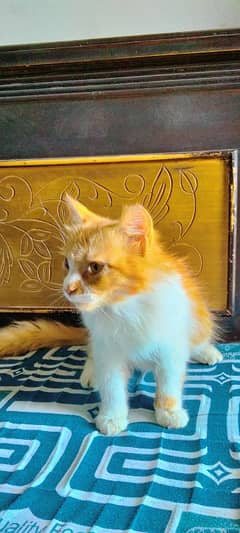 Cross Persian Cat