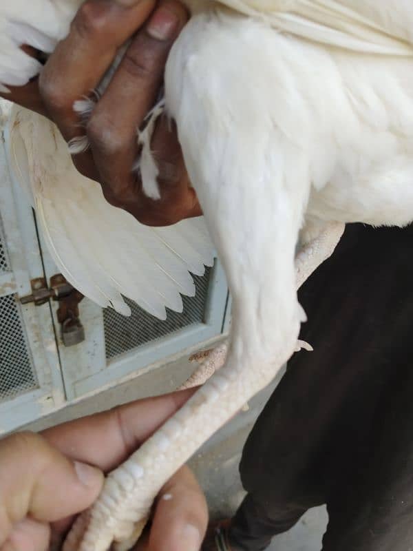 *Pure White Chicks (Heera) for Sale* 9