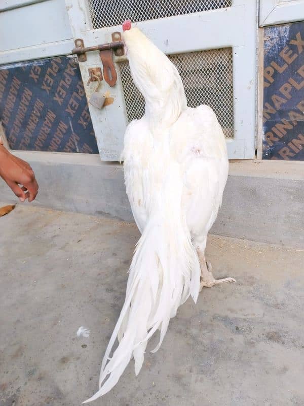 *Pure White Chicks (Heera) for Sale* 12