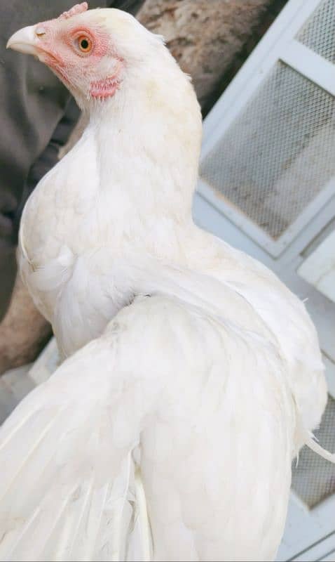 *Pure White Chicks (Heera) for Sale* 8