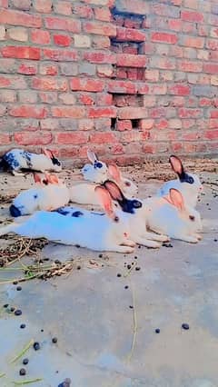 Rabbit on sell 1 pair 3200