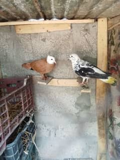 Fancy pigeon for sale