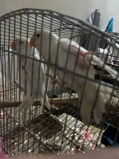 love bird  albino red eyes 2 hain with cage