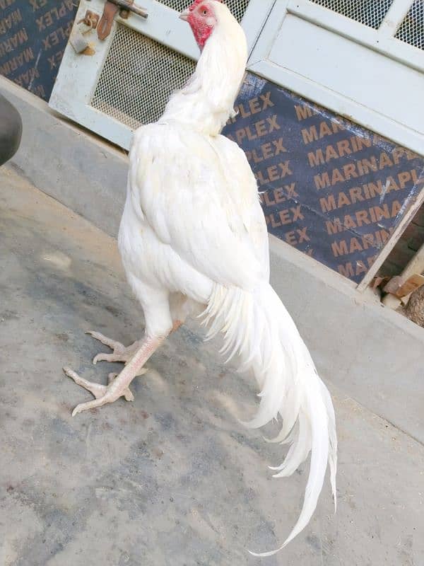 *Pure White Chicks (Heera) for Sale* 11