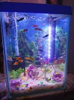 fish aquarium with plant and decoration