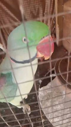 Kashmir parrot healthy and active for sale