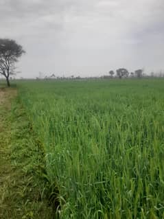 Agricultural Land Is Available For Sale