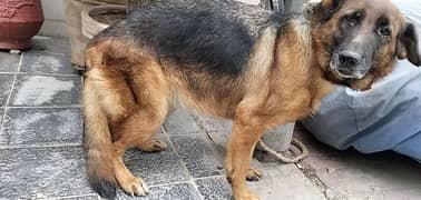 German shepherd 2 years female