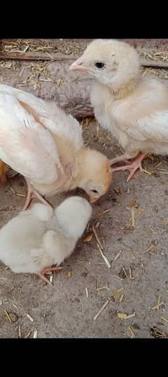 heera aseel for sale total 15 chicks. 03028865525